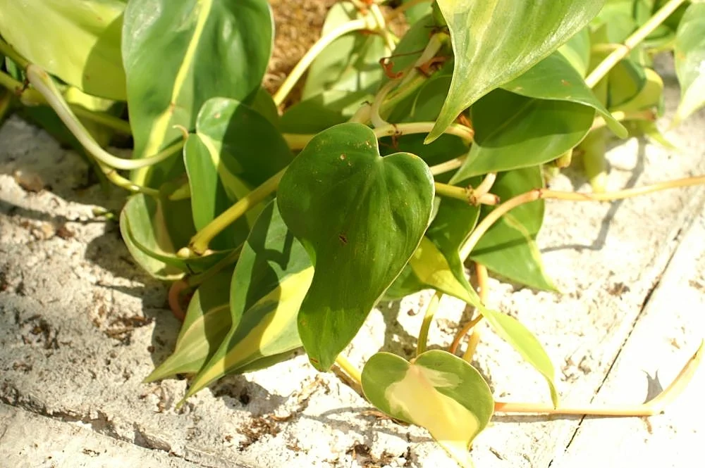Heart-shaped Brasil philodendron leaves with green margins and lime center variegation