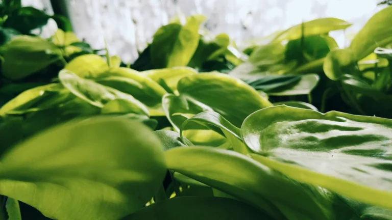 Close view of lime-green Lemon Lime heartleaf philodendron foliage