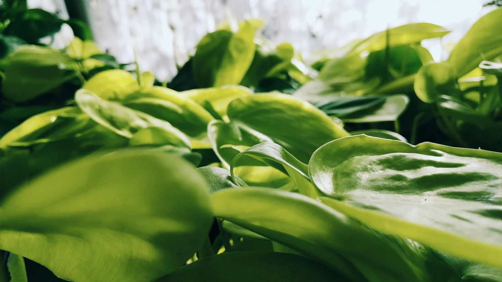 Close view of lime-green Lemon Lime heartleaf philodendron foliage