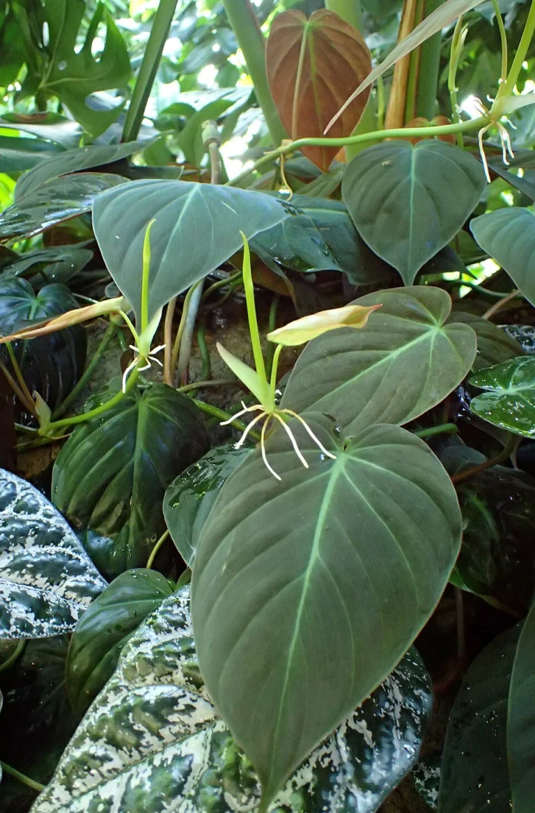 Velvety heart-shaped Micans foliage with a bronze leaf underside in a conservatory