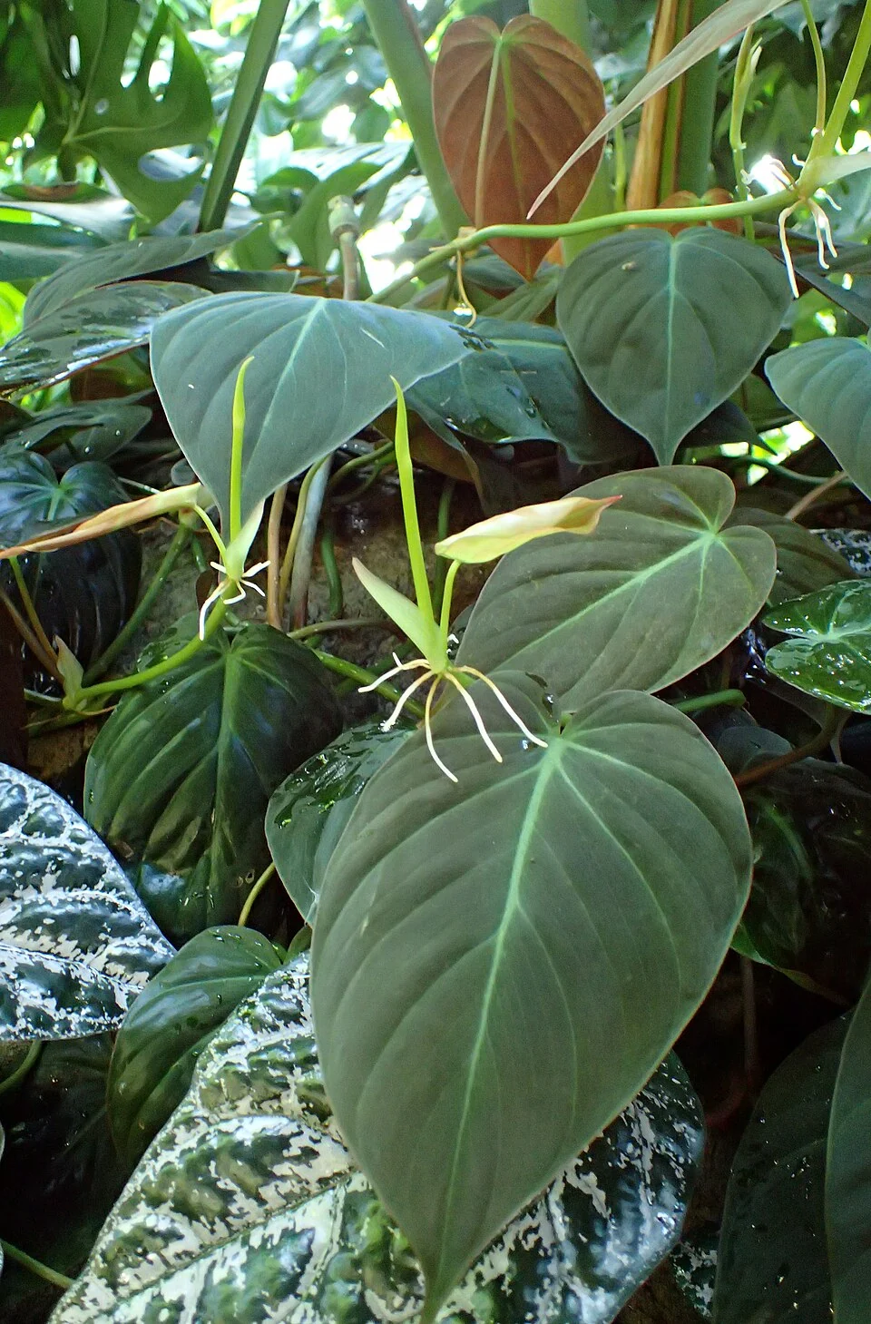 Velvety heart-shaped Micans foliage with a bronze leaf underside in a conservatory