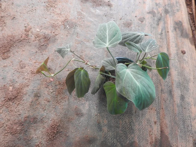 Potted Micans with velvety heart-shaped leaves and bronze new growth