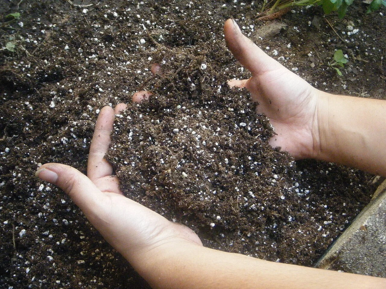Hands holding dark potting medium with visible white perlite particles