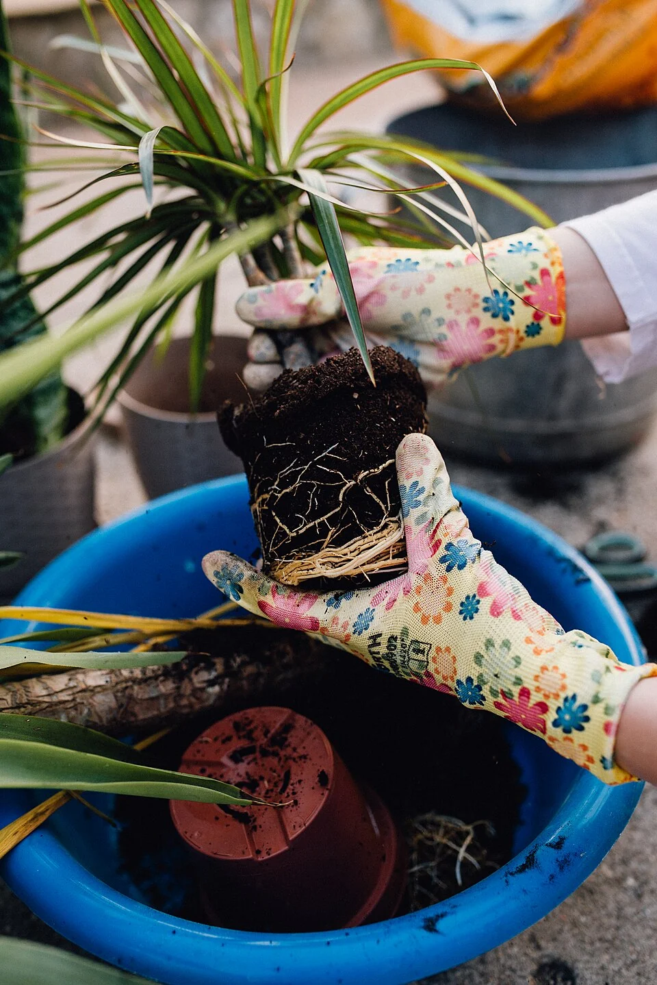 Gloved hands holding a houseplant root ball above a blue tub during repotting