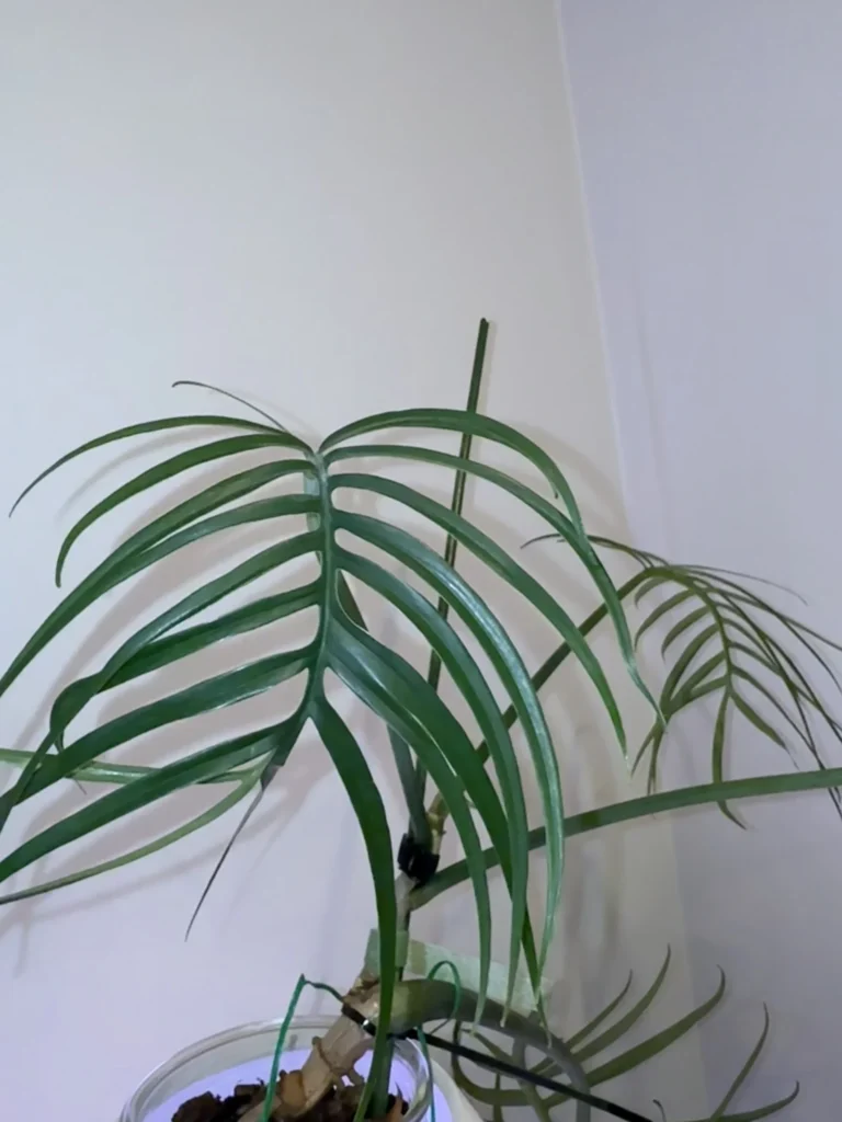 Philodendron Tortum leaf with deeply divided narrow green lobes