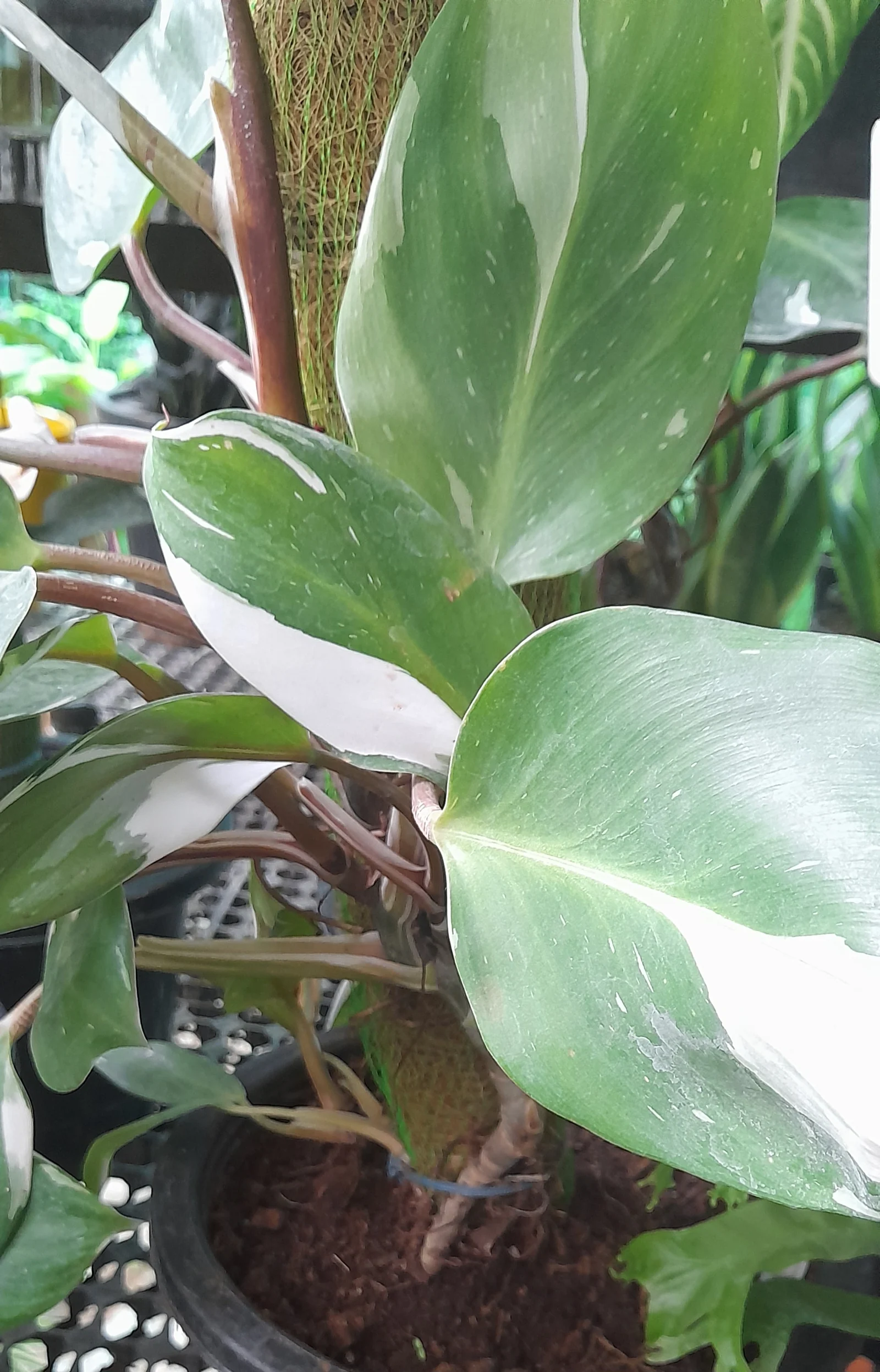 White Knight philodendron with white-variegated green leaves and burgundy stems beside a support pole