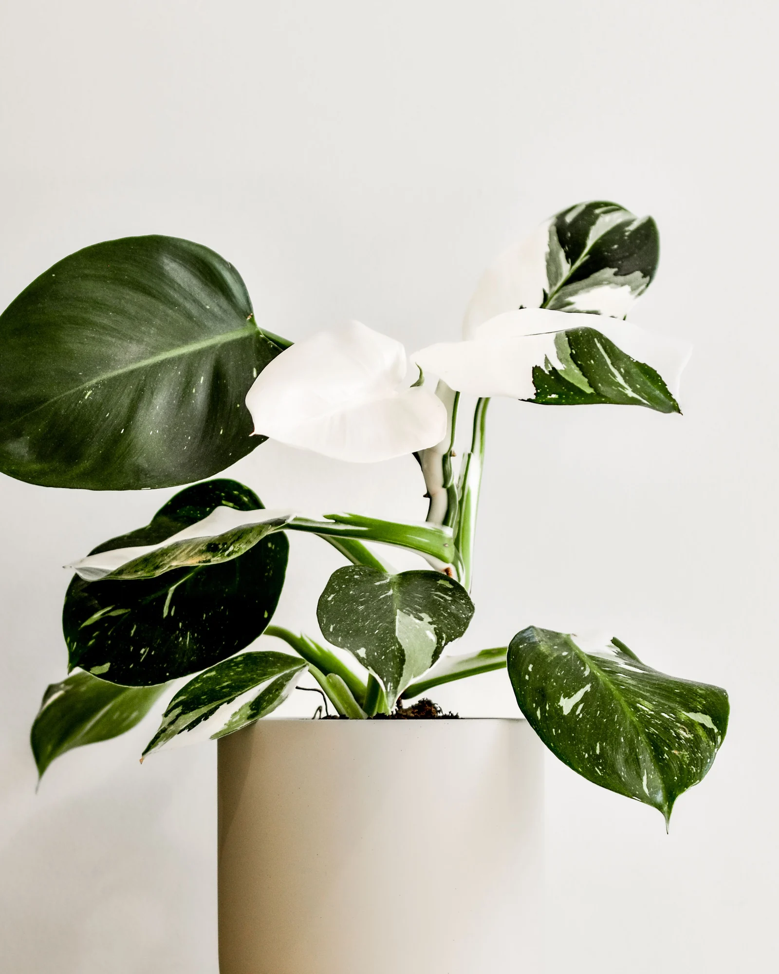 White Wizard philodendron in a pale pot with green stems and green-and-white variegated leaves